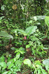 Miconia platyphylla
