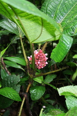 Miconia platyphylla