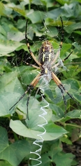 Argiope aurantia