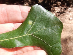Polystepha pustuloides