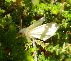 Euproctis haemodetes