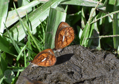 Lymanopoda ferruginosa