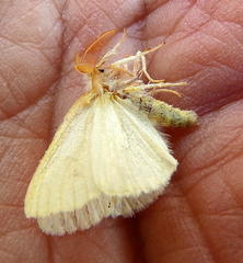 Euproctis haemodetes