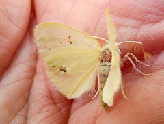 Euproctis haemodetes