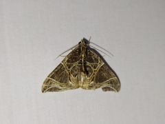 Ecliptopera rectilinea