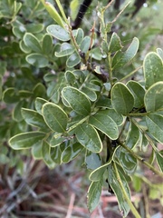 Sophoreae