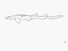 Barbelthroat Carpet Shark photo 1