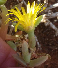 Malephora thunbergii