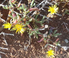 Malephora thunbergii