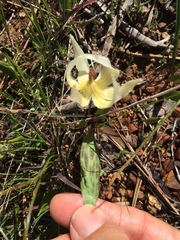 Erythronium multiscapideum