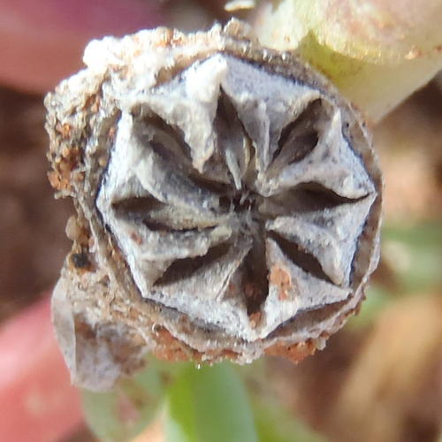 Hymenocyclus thunbergii (Haw.) L.Bolus 3