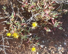 Malephora thunbergii