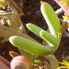 Malephora thunbergii