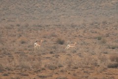 Gazella subgutturosa