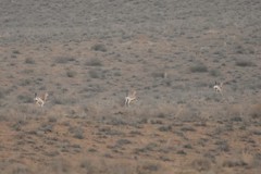 Gazella subgutturosa