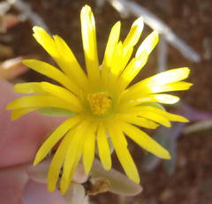 Malephora thunbergii