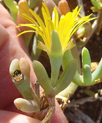Malephora thunbergii