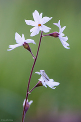 Lithophragma