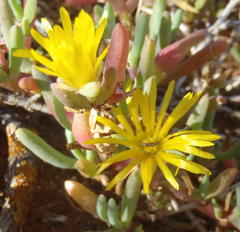 Malephora thunbergii