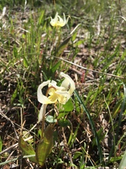 Erythronium multiscapideum