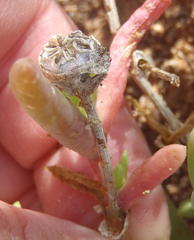 Malephora thunbergii