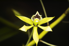 Prosthechea mejia
