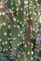 Tulista pumila
