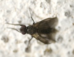 Melanophora