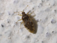 Monosteira unicostata