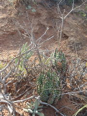 Tulista pumila