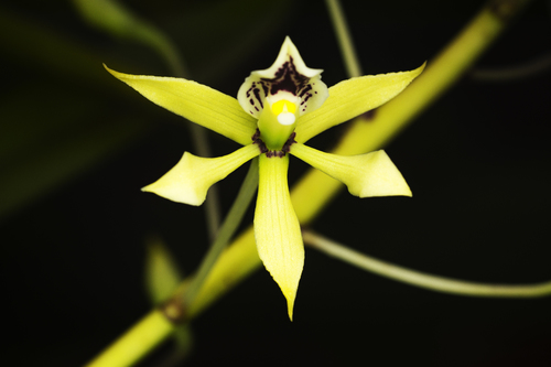 Prosthechea mejia, photograph 1