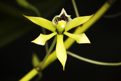 Prosthechea mejia, photograph Daniel Mesa, CC BY, iNaturalist via GBIF