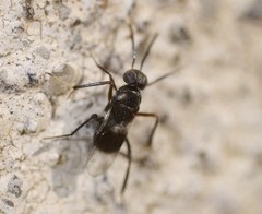 Encyrtinae