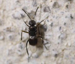 Encyrtinae