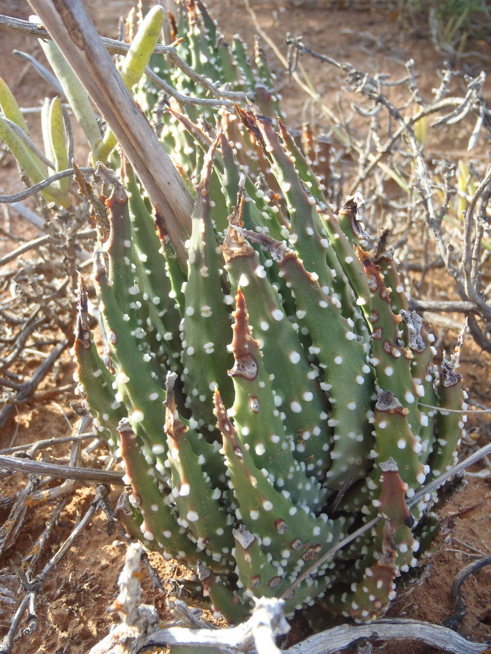 Tulista pumila 'Tricolor' 3