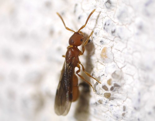 Proceratium melinum