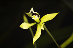 Prosthechea mejia, photograph Daniel Mesa, CC BY, iNaturalist via GBIF