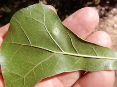 Polystepha pustuloides