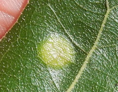 Polystepha pustuloides