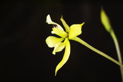 Prosthechea mejia, photograph Daniel Mesa, CC BY, iNaturalist via GBIF