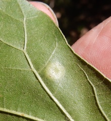 Polystepha pustuloides