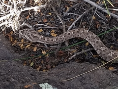 Bothrops ammodytoides