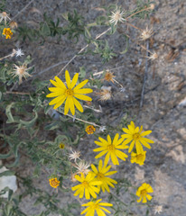 Heterotheca utahensis