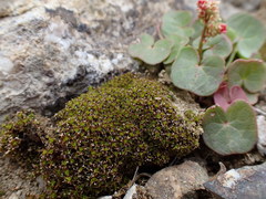 Syntrichia princeps