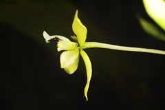 Prosthechea mejia, photograph Daniel Mesa, CC BY, iNaturalist via GBIF