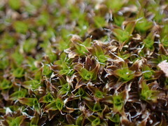 Syntrichia princeps