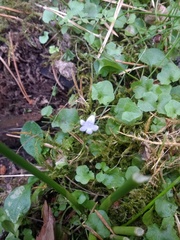 Hesperocodon hederaceus