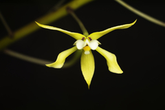 Prosthechea mejia, photograph Daniel Mesa, CC BY, iNaturalist via GBIF