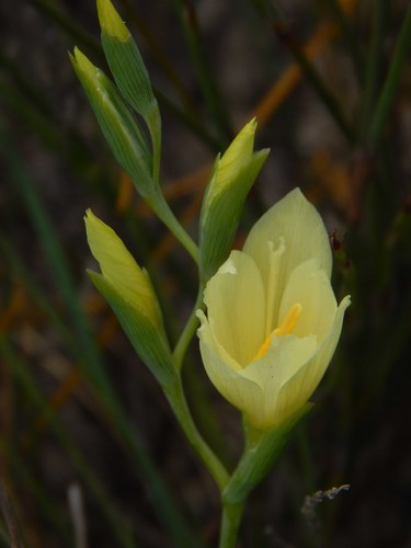 Image of Geissorhiza imbricata by no rights reserved