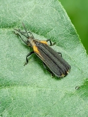 Heterispa vinula